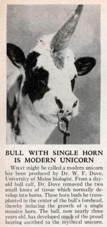 bull_unicorn